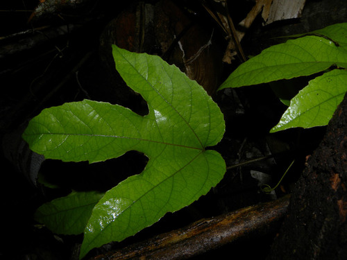 Passiflora vitifolia (Grape-leaved passionfruit) — photo