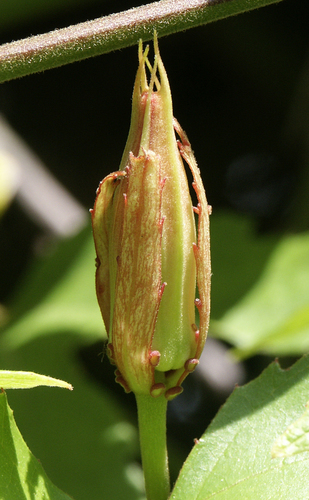 Passiflora vitifolia (Grape-leaved passionfruit) — photo