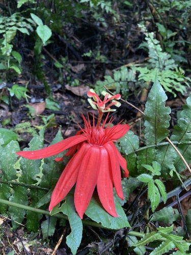 Passiflora vitifolia