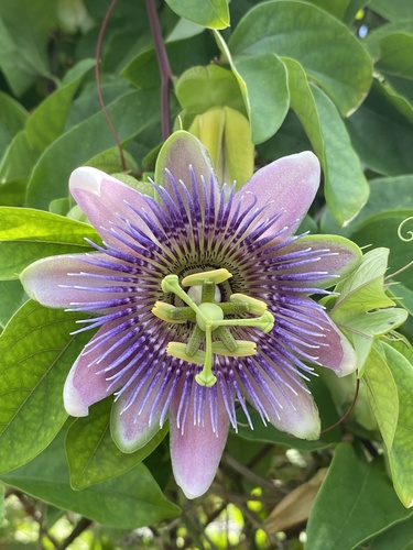 Passiflora alatocaerulea — photo