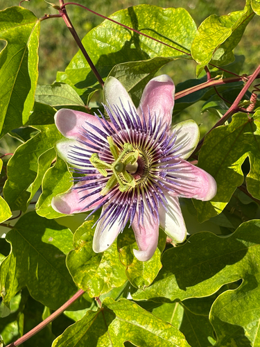 Passiflora alatocaerulea — photo