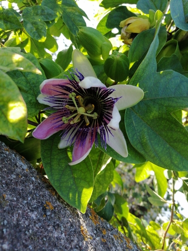 Passiflora alatocaerulea