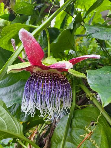 Passiflora x decaisneana — photo