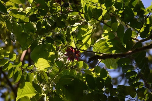 Passiflora x decaisneana — photo