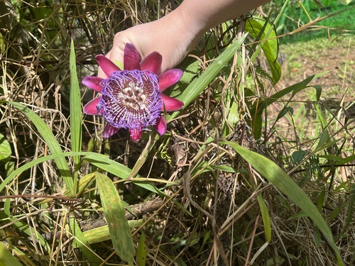 Passiflora x decaisneana
