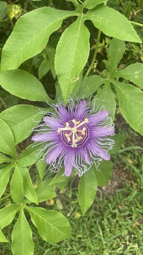 Passiflora x exoniensis — photo