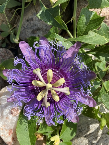 Passiflora x exoniensis — photo