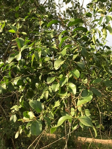 Passovia pyrifolia — photo