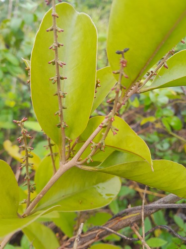 Passovia pyrifolia
