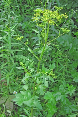 Pastinaca sativa — photo 2