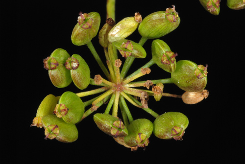 Pastinaca sativa — photo 3