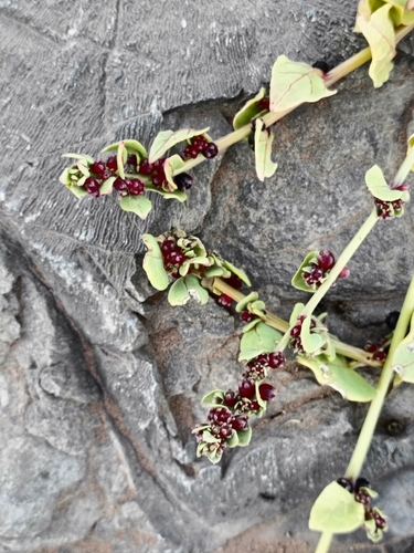 Patellifolia procumbens — photo