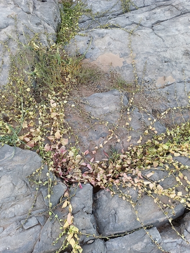 Patellifolia procumbens — photo