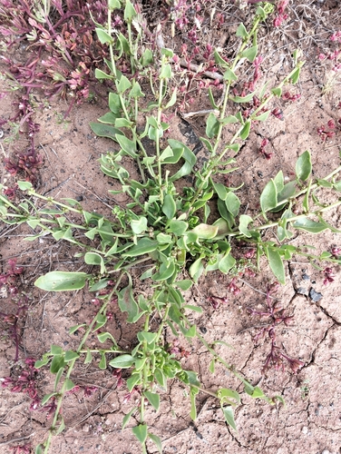 Patellifolia procumbens