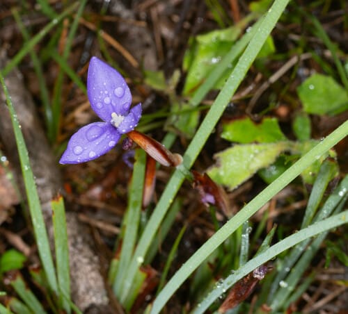 Patersonia fragilis (Short purpleflag) — photo