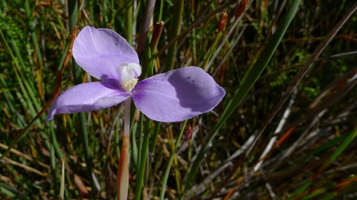 Patersonia fragilis