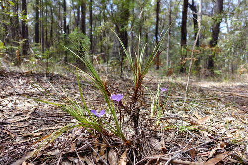 Patersonia glabrata (Native Flag) — photo