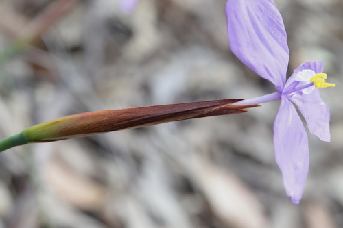 Patersonia glabrata (Native Flag) — photo