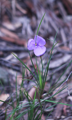 Patersonia glabrata