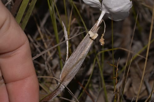 Patersonia sericea — photo