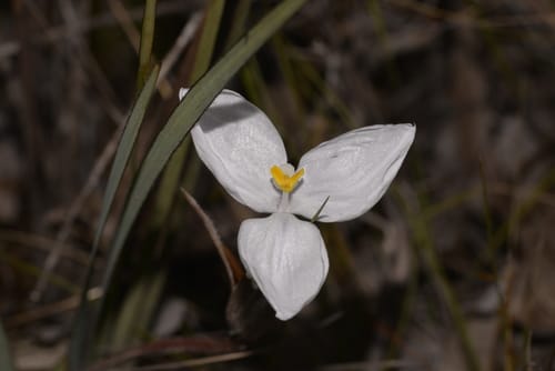 Patersonia sericea — photo