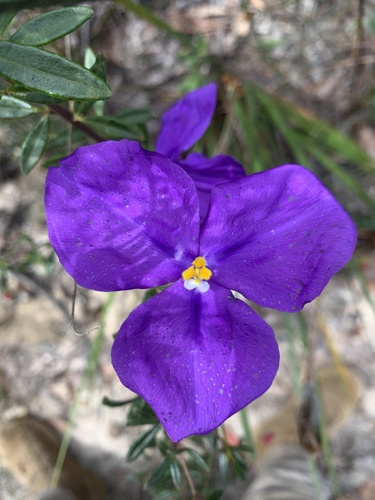 Patersonia sericea