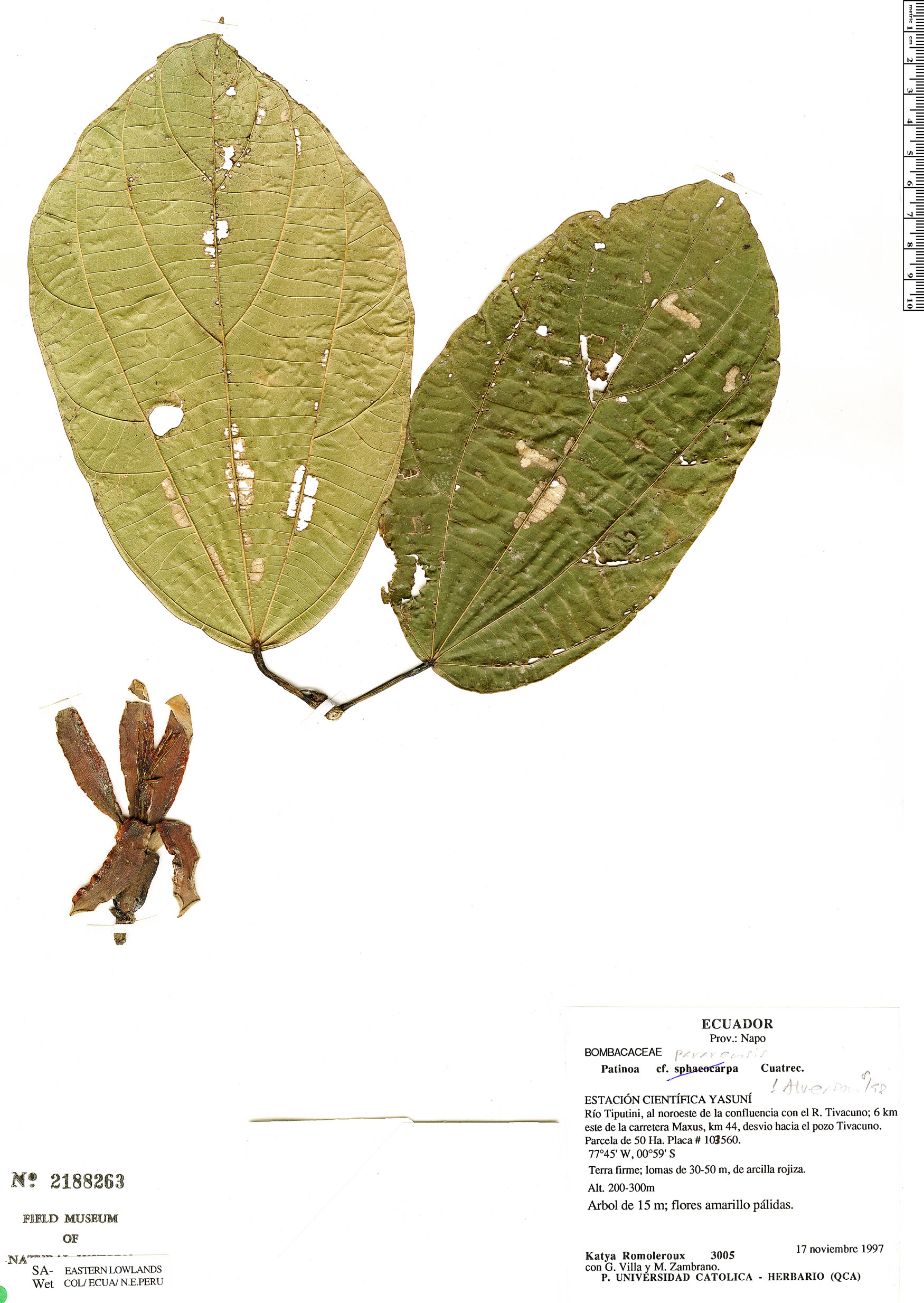 Patinoa paraensis — photo