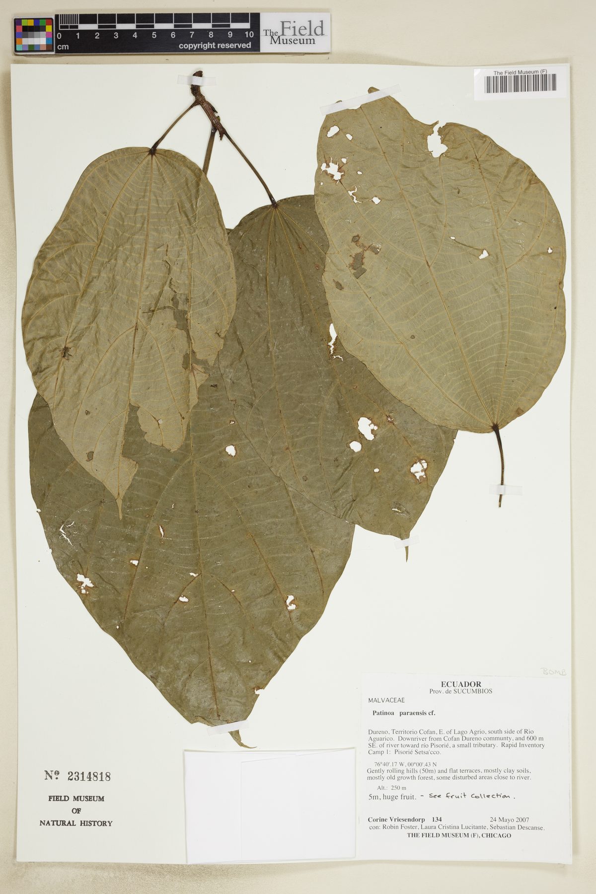 Patinoa paraensis