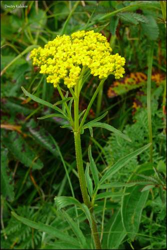 Patrinia scabiosifolia (Scabious patrinia) — photo