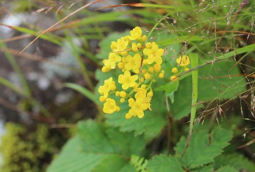 Patrinia triloba
