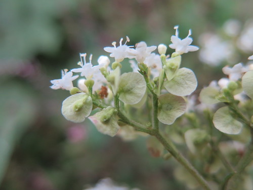 Patrinia villosa (Fu Chai) — photo