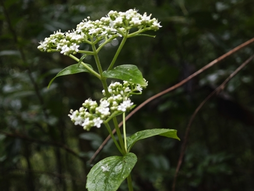 Patrinia villosa (Fu Chai) — photo