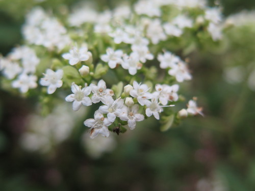 Patrinia villosa