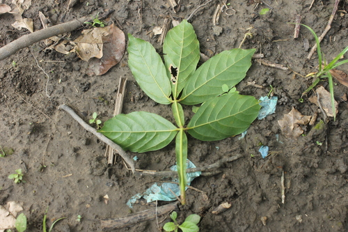 Paullinia alata — photo