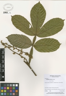 Paullinia bracteosa ('Oko yoko) — photo
