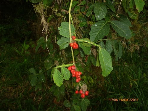 Paullinia bracteosa ('Oko yoko) — photo