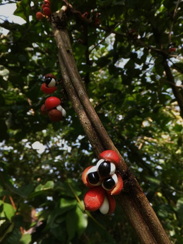 Paullinia cupana (Guarana) — photo