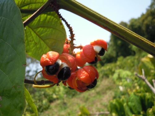 Paullinia cupana (Guarana) — photo