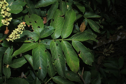 Paullinia pachycarpa (Dry mouth) — photo