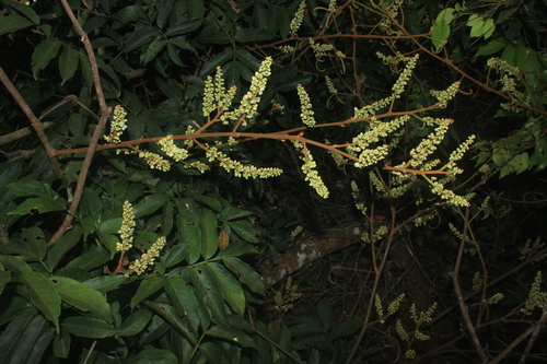 Paullinia pachycarpa