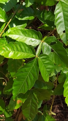 Paullinia pinnata (Cheese and bread) — photo