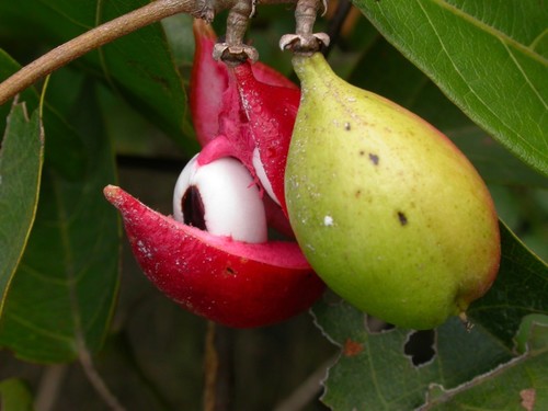 Paullinia pinnata (Cheese and bread) — photo