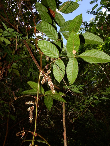 Paullinia rubiginosa