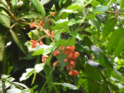 Paullinia rubiginosa (Guaranai) — photo