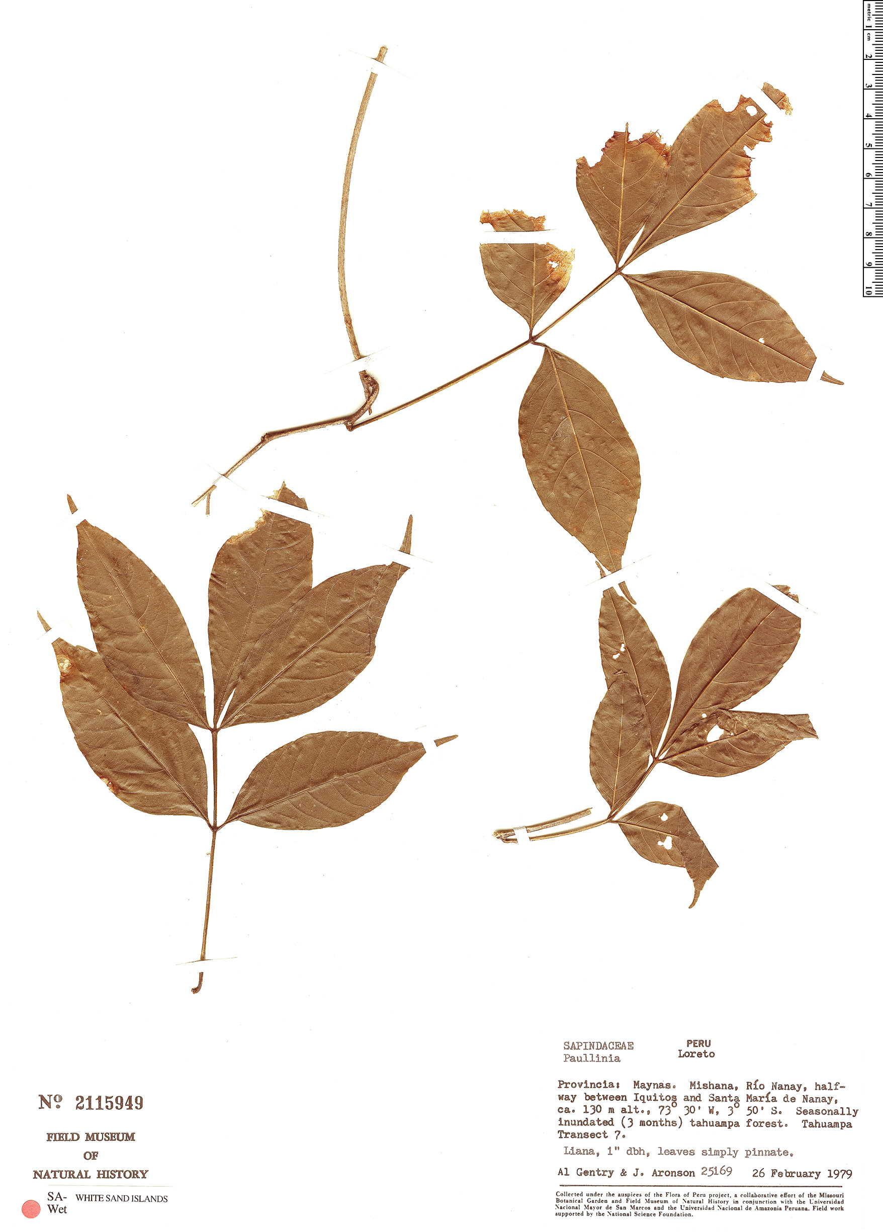 Paullinia tarapotensis