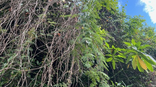Paullinia thalictrifolia (Camaiua-cipo) — photo