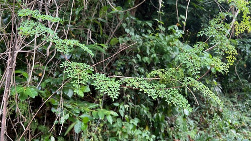 Paullinia thalictrifolia (Camaiua-cipo) — photo