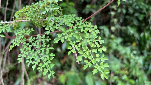 Paullinia thalictrifolia