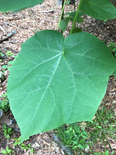 Paulownia tomentosa (Foxglove tree) — photo