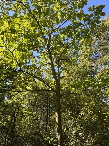 Paulownia tomentosa (Foxglove tree) — photo